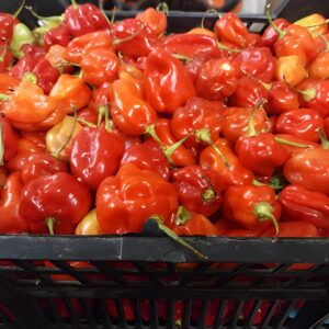 half box of scotch bonnet peppers (Rodo)