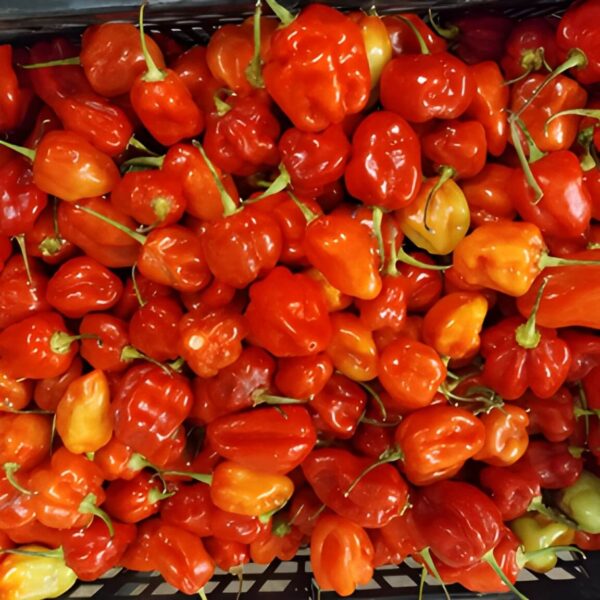 Scotch bonnet pepper (Rodo) - 100g